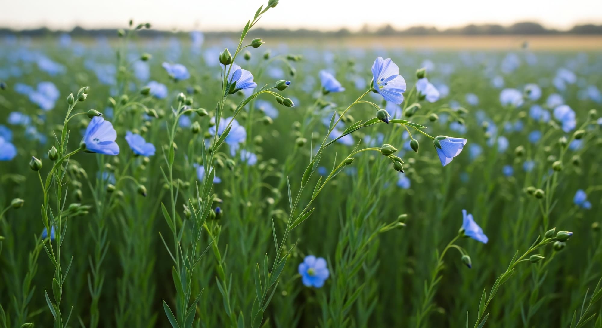 Linen Facts & Features